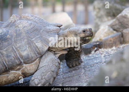 African spronato toirtoise, vicino la testa Foto Stock