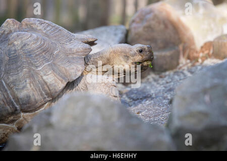 African spronato tartaruga, vicino la testa Foto Stock