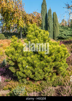 Pinus thunbergii pino crescente nel parco Foto Stock