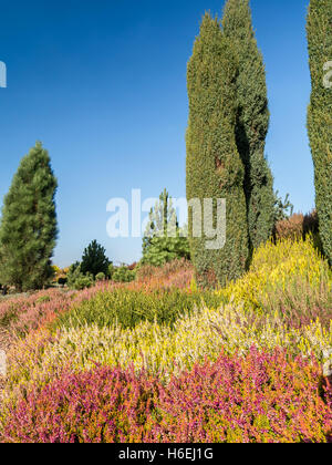 Colonnari di ginepri crescente tra i moorfield Foto Stock