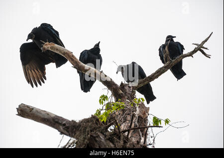 Quattro infausto avvoltoi nero meditabondo overhead da albero morto arti. Foto Stock