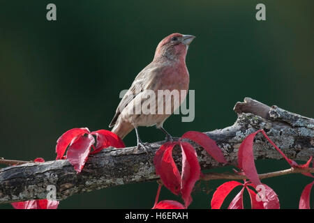 House finch posatoi sul ramo rosso con foglie di autunno Foto Stock