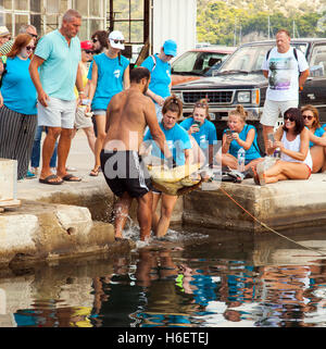 Volontari che partecipano a un progetto di cattura e rilascio per studiare le tartarughe marine Loggerhead nel porto di Argostoli Cefalonia Foto Stock