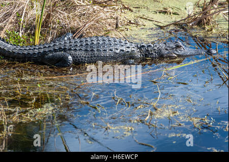 Il coccodrillo americano appoggiati lungo una banca palustri in Ponte Vedra Beach, Florida, Stati Uniti d'America. Foto Stock
