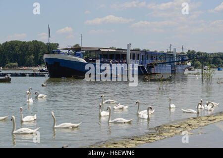 White cigni (Cygnus olor) nel fiume Sava, Belgrado, Serbia Foto Stock