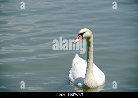 Bianco cigno (Cygnus olor). Fiume Sava, Belgrado, Serbia Foto Stock