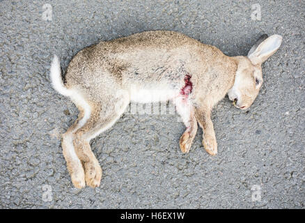 Coniglio morto (oryctolagus cuniculus) sulla strada di campagna in Inghilterra. Regno Unito Foto Stock