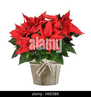 Red Poinsettia piante in vaso di legno isolato su bianco Foto Stock