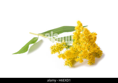 Oro (Solidago gigantea) fiori isolati su bianco Foto Stock