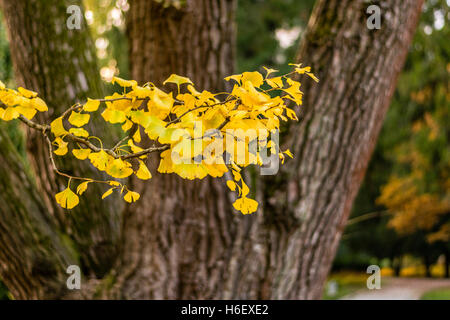 Autunno in Slovenia Foto Stock