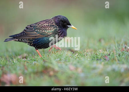 Starling comune ( Sturnus vulgaris ) in un colorato abito di allevamento, alla ricerca di cibo, sul terreno, in erba, passeggiate, divertente. Foto Stock