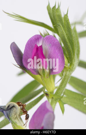 Fiore di un comune veccia Vicia sativa, con red ant, Myrmica rubra, Berkshire, Giugno Foto Stock