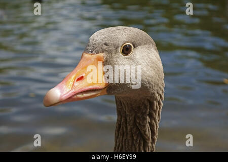 Testa di un oca graylag, Anser anser, con becco rosa e piumaggio grigio su un lago in St James Park, Londra Foto Stock