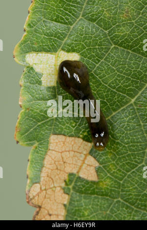 Di pere o di ciliegie sawfly slug, Caliroa cerasi, larva su una foglia di ciliegio con danni di alimentazione Foto Stock