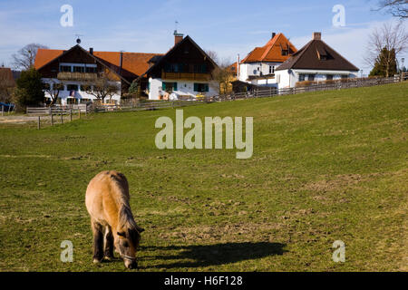 Cattedrale wieskriche in Baviera Germania Foto Stock