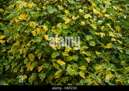 Modello di Fig tree foglie (Ficus carica) in autunno, Spagna. Foto Stock