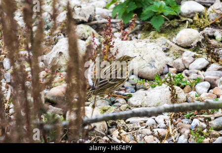 Meadow pipit seduto tra i sassi Foto Stock