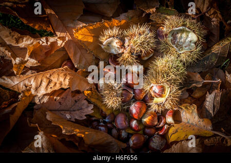 Sweet Chestnut foglie e frutti giacente sul terreno in quanto si trovano sotto l'albero in autunno. Nome scientifico Castanea sativa. Foto Stock