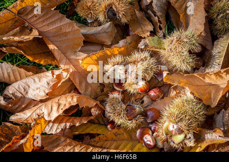 Sweet Chestnut foglie e frutti giacente sul terreno in quanto si trovano sotto l'albero in autunno. Nome scientifico Castanea sativa. Foto Stock