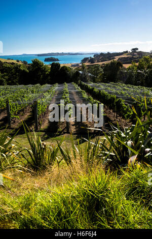 Un vigneto di Waiheke Island con vista dell'oceano e Auckland in background. Fotografato in Nuova Zelanda. Foto Stock