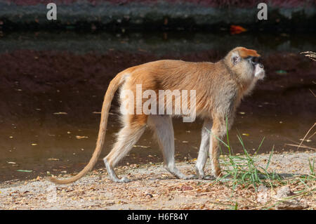 Scimmia di Patas Foto Stock