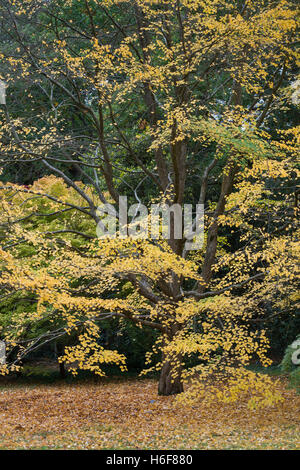 Cercidiphyllum japonicum miquelianum f. Katsura Albero in autunno Foto Stock