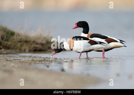 Shelducks ( Tadorna tadorna ), coppia di femminile e maschile insieme alla ricerca di cibo, camminando sulla terra, sulla linea di galleggiamento. Foto Stock