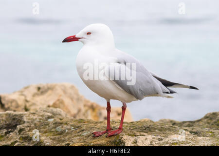 Un gabbiano in argento a Rottnest Island, vicino a Perth e Fremantle in Western Australia. Foto Stock