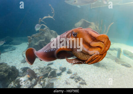 La seppia gigante (Sepia apama), Merimbula Aquarium, Zaffiro Costa, Nuovo Galles del Sud, NSW, Australia Foto Stock