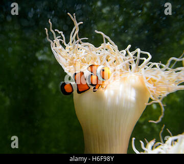 False Clown Anemonefish (Amphiprion ocellaris), Merimbula Aquarium, Zaffiro Costa, Nuovo Galles del Sud, NSW, Australia Foto Stock