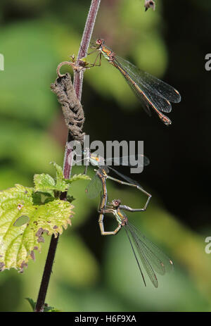 Willow Emerald Damselfly (Lestes viridis) adulto coppia coniugata in 'ruota' posizione con la seconda femmina di Norfolk, settembre Foto Stock