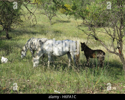 Cavalli grigio e marrone puledro in campo mangiare avena selvatica nella campagna di Alora Andalusia Foto Stock