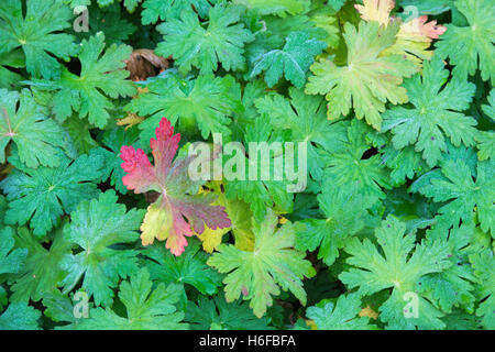 Geranium macrorrhizum 'Ingwersen varietà dell'. Geranio 'Ingwersen varietà dell' le foglie in autunno Foto Stock