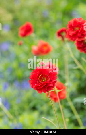 Geum "Blazing sunset' fiori Foto Stock