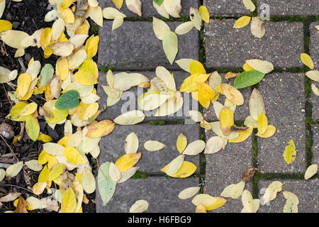 Gymnocladus dioicus. Caduto il Kentucky coffeetree foglie su un percorso di giardino. Regno Unito Foto Stock