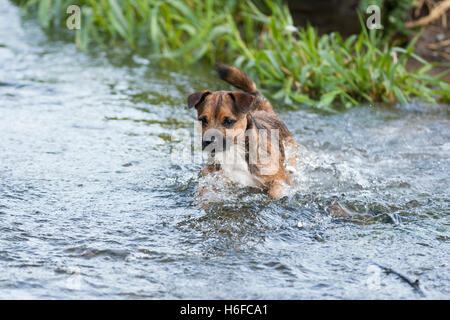 Border terrier cross cane schizzi in fiume Foto Stock