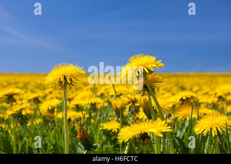 Comune di tarassaco (Taraxacum officinale) fioritura in campo in primavera Foto Stock