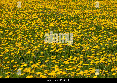 Comune di tarassaco (Taraxacum officinale) fioritura in campo in primavera Foto Stock