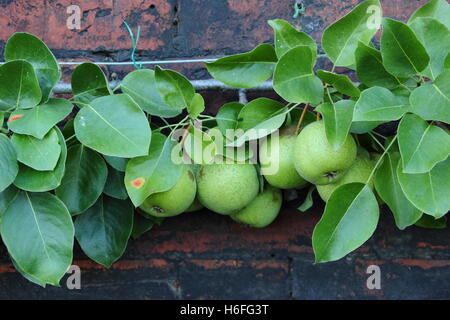 Una spalliera addestrato pear tree cresciuto contro una parete in un giardino in Inghilterra settentrionale in una giornata di sole a fine settembre Foto Stock