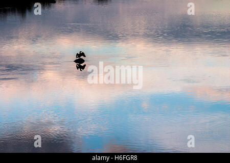 Silhouette di un uccello in piedi su una roccia nel mezzo di un fiume con riflessi del cielo e delle nubi al tramonto Foto Stock