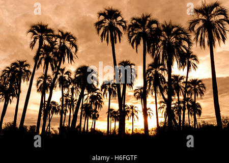 Silhouette di palme su un rosso cielo nuvoloso al tramonto Foto Stock