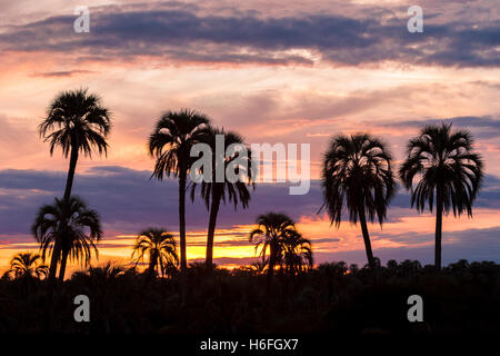 Silhouette di palme su un variopinto cielo nuvoloso al tramonto Foto Stock