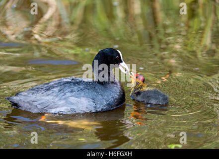 Eurasian folaga (fulica atra) alimentazione chick, South Holland, Paesi Bassi Foto Stock