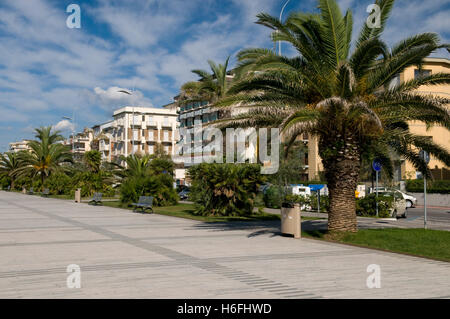 Le palme sul Lungomare Lido di Camaicre resort, Versilia, Riviera, Toscana, Italia, Europa Foto Stock