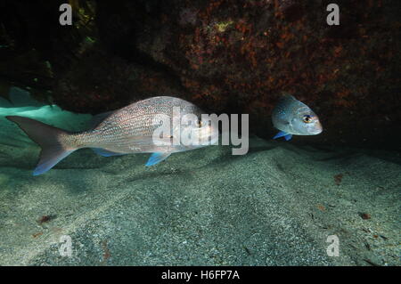 Due australasian lutiani accanto alla sporgenza rocciosa Foto Stock