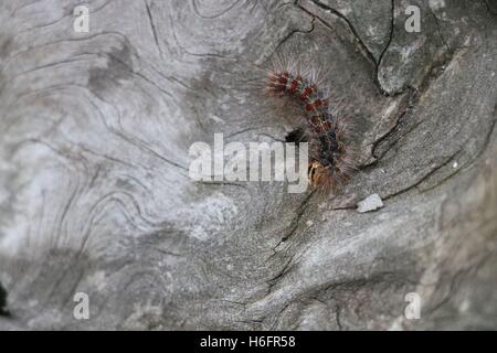 Funny caterpillar disponibili in alta risoluzione e di diverse dimensioni per adattarsi alle esigenze del vostro progetto Foto Stock