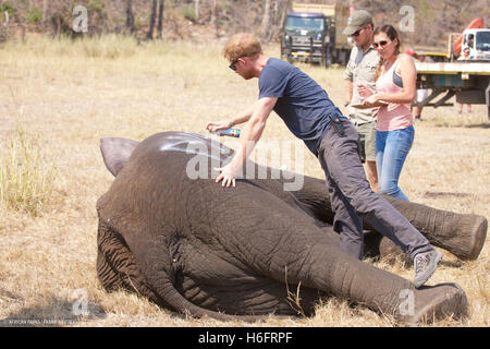 Immagine non datata rilasciato da Kensington Palace del Principe Harry mentre ha lavorato in Malawi con Parchi Africani come parte di un'iniziativa involvoing spostando 500 elefanti oltre 350 chilometri attraverso il Malawi dalla Liwonde National Park e Majete Riserva Faunistica di Nkhotakota riserva faunistica. Foto Stock