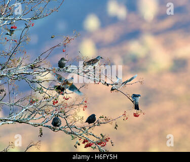 Llanwrthwl, Wales, Regno Unito 26 ottobre, 2016. Un misto di gregge di diverse migliaia di specie tordo sosta per alimentare fino sul Monte Ceneri Foto Stock