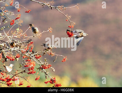 Llanwrthwl, Wales, Regno Unito 26 ottobre, 2016. Un misto di gregge di diverse migliaia di specie tordo sosta per alimentare fino sul Monte Ceneri Foto Stock