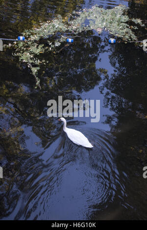 Vedendo un cigno da un ponte al di sopra della via navigabile in Prospect Park di Brooklyn, New York. Foto Stock